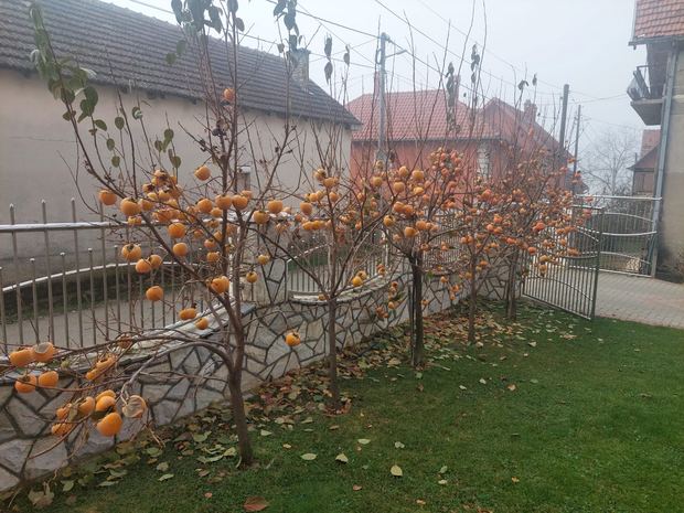 Sapling nursery in Milutovac, Serbia