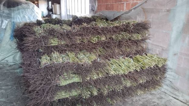 Sapling nursery in Milutovac, Serbia