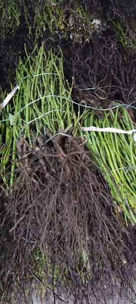 Sapling nursery in Milutovac, Serbia
