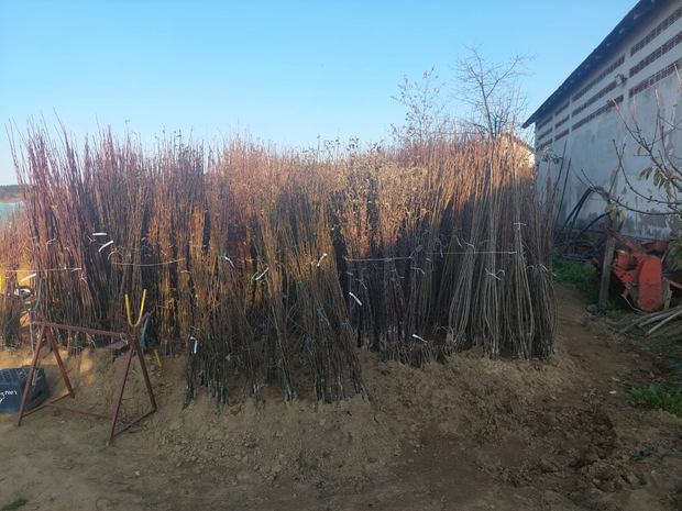 Sapling nursery in Milutovac, Serbia