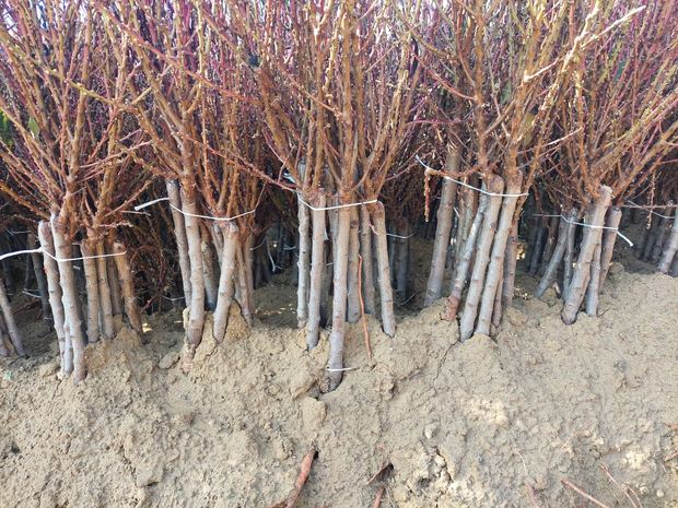 Sapling nursery in Milutovac, Serbia