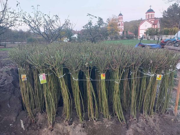 Sapling nursery in Milutovac, Serbia