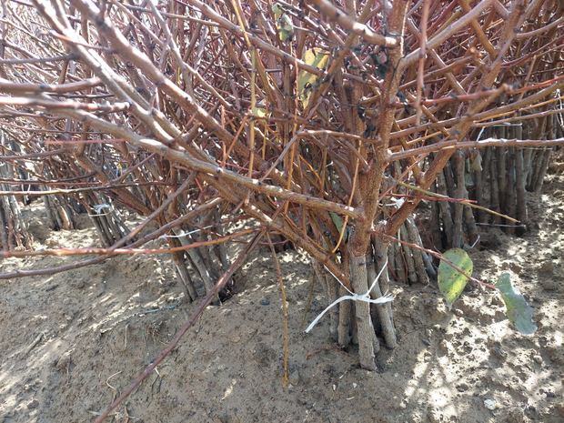 Sapling nursery in Milutovac, Serbia