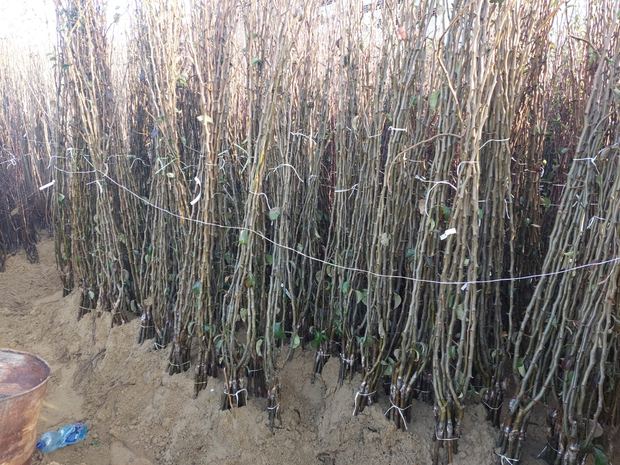 Sapling nursery in Milutovac, Serbia