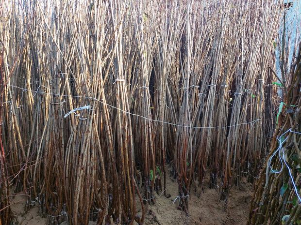 Sapling nursery in Milutovac, Serbia