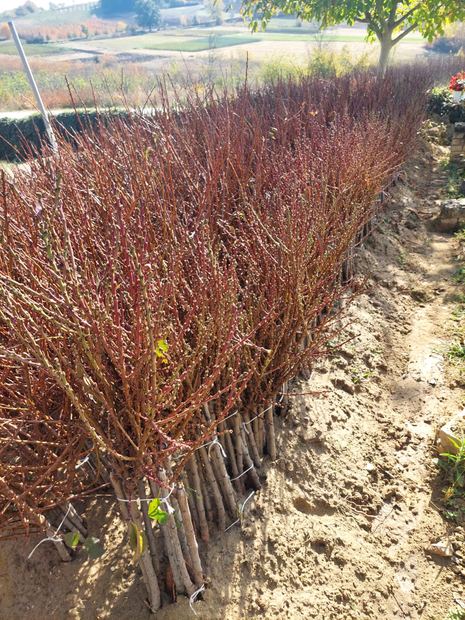 Sapling nursery in Milutovac, Serbia