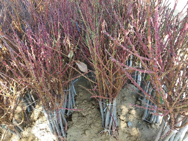 Sapling nursery in Milutovac, Serbia