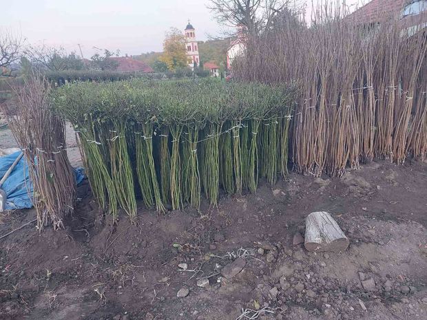 Sapling nursery in Milutovac, Serbia