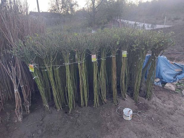 Sapling nursery in Milutovac, Serbia