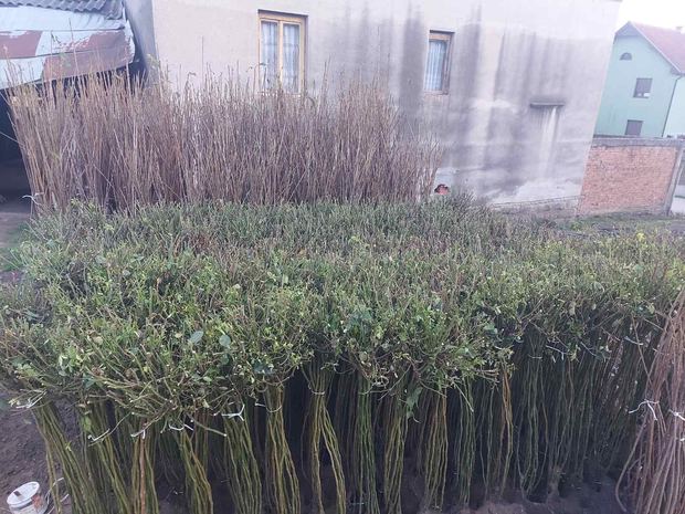 Sapling nursery in Milutovac, Serbia