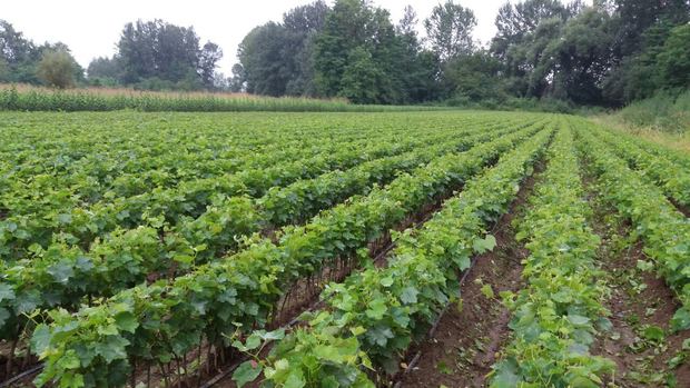 Sapling nursery in Milutovac, Serbia