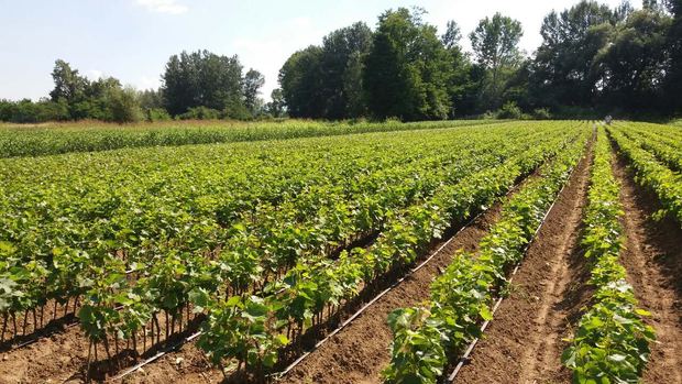 Sapling nursery in Milutovac, Serbia