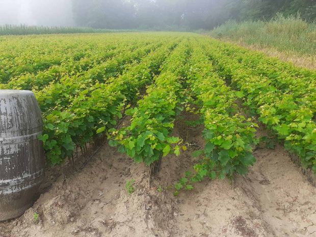 Sapling nursery in Milutovac, Serbia