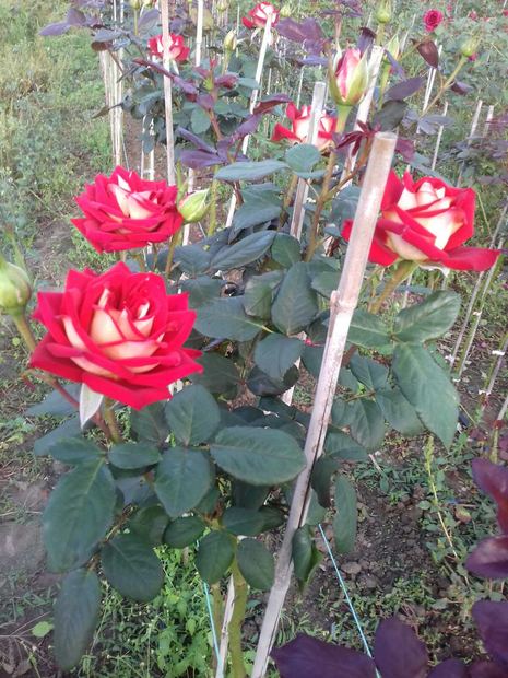 Sapling nursery in Milutovac, Serbia