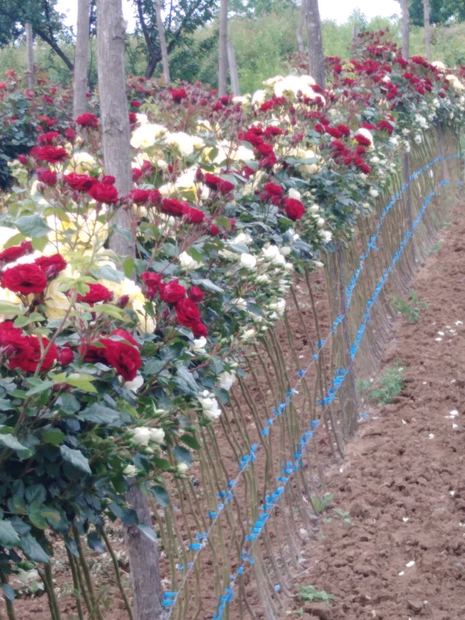Sapling nursery in Milutovac, Serbia