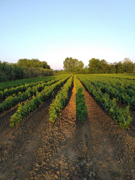 Sapling nursery in Milutovac, Serbia