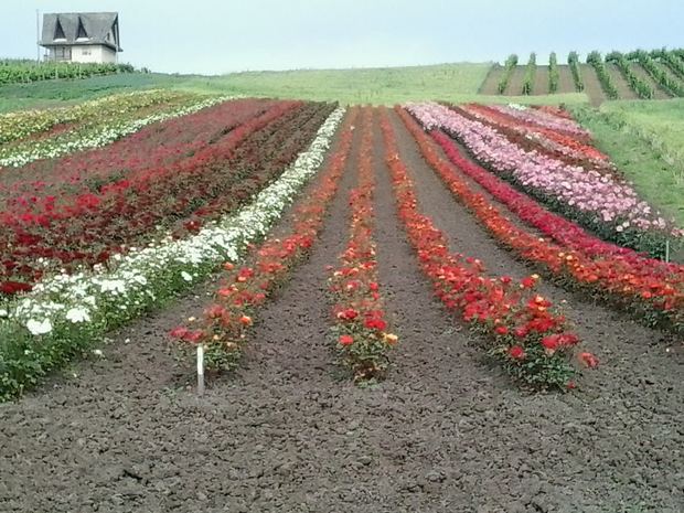 Sapling nursery in Milutovac, Serbia