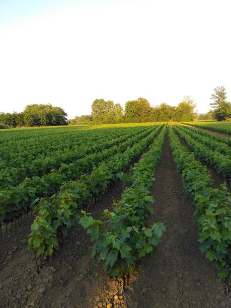 Sapling nursery in Milutovac, Serbia
