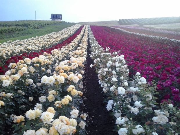Sapling nursery in Milutovac, Serbia