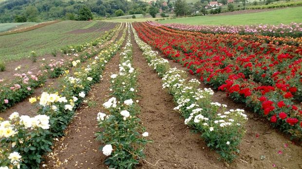 Sapling nursery in Milutovac, Serbia