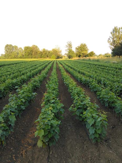 Sapling nursery in Milutovac, Serbia