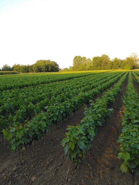 Sapling nursery in Milutovac, Serbia