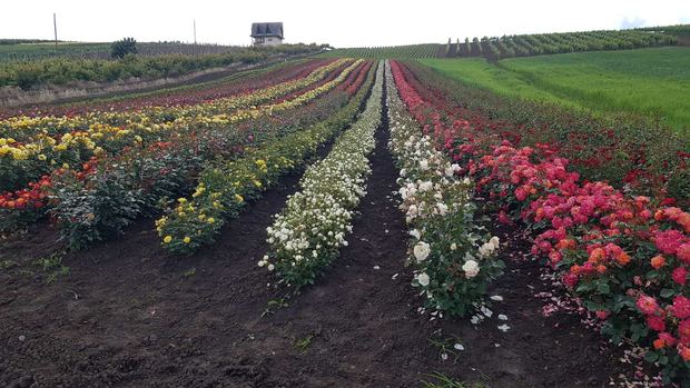 Rose fields