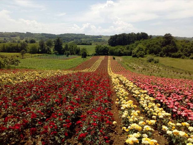 Rose fields