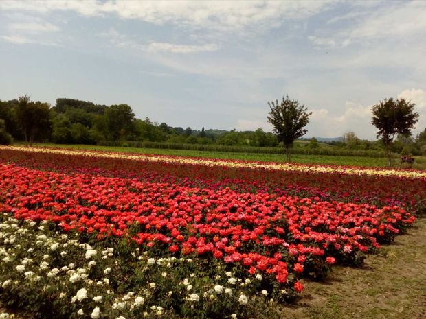 Rose fields
